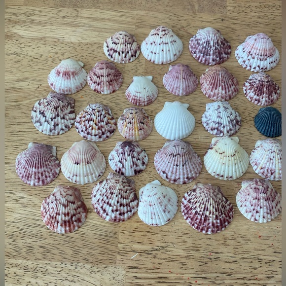 Calico scallop seashells - Picture 2 of 6